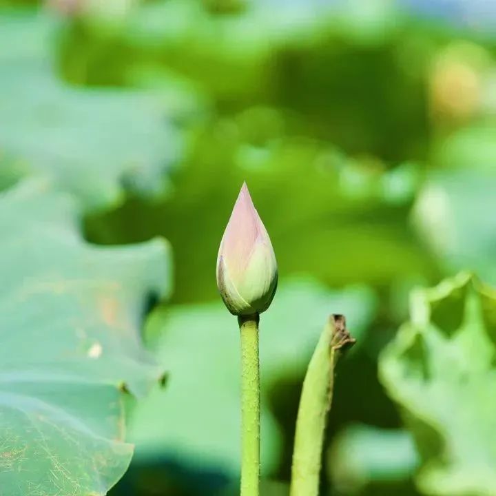 夏日已至，不負(fù)韻光